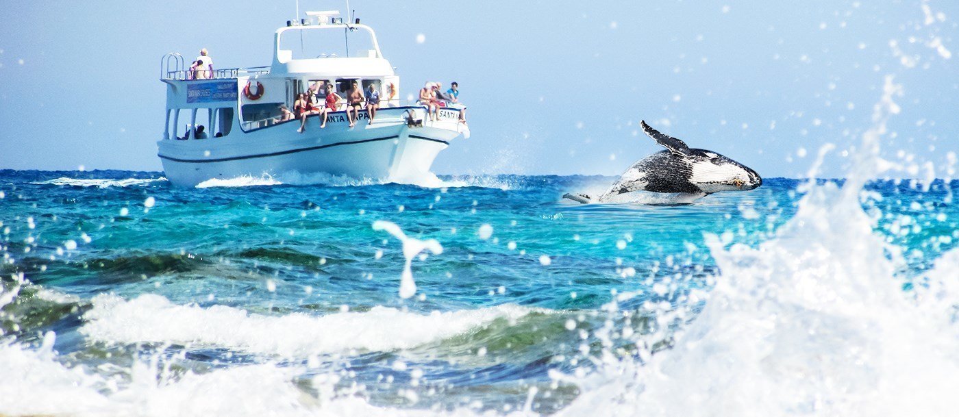 cruise or whale watching