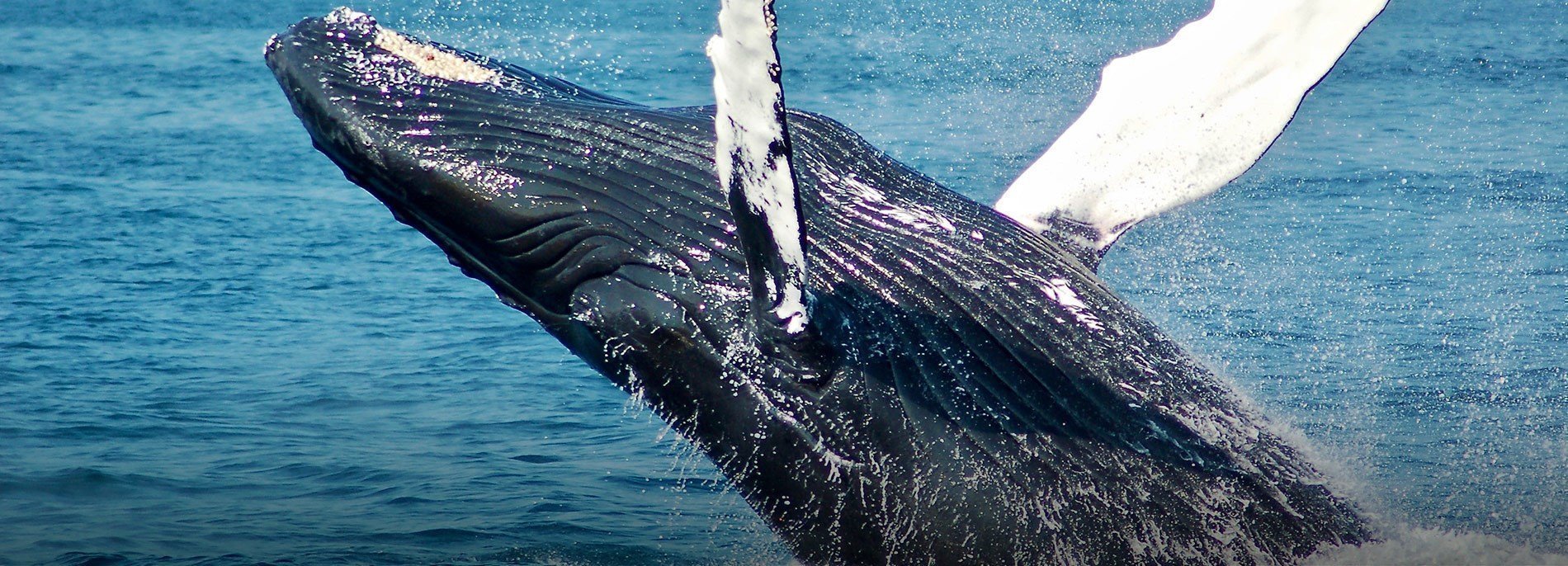 Whale Watching Cruises In Perth | Best Offers