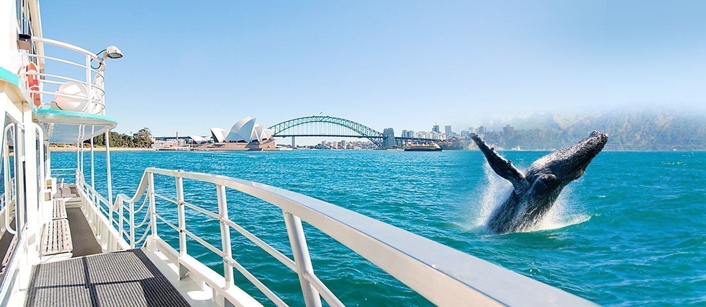 sydney princess cruises oz whale watching