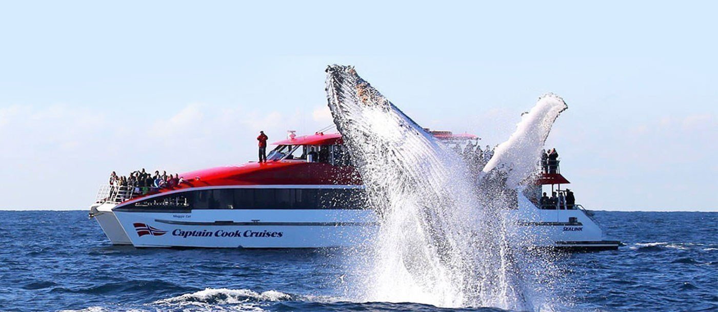 captain cook cruises whale watching