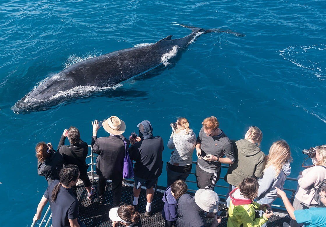 Oz Whale Watching Cruise|See Whales + Sydney Harbour Lunch Cruise