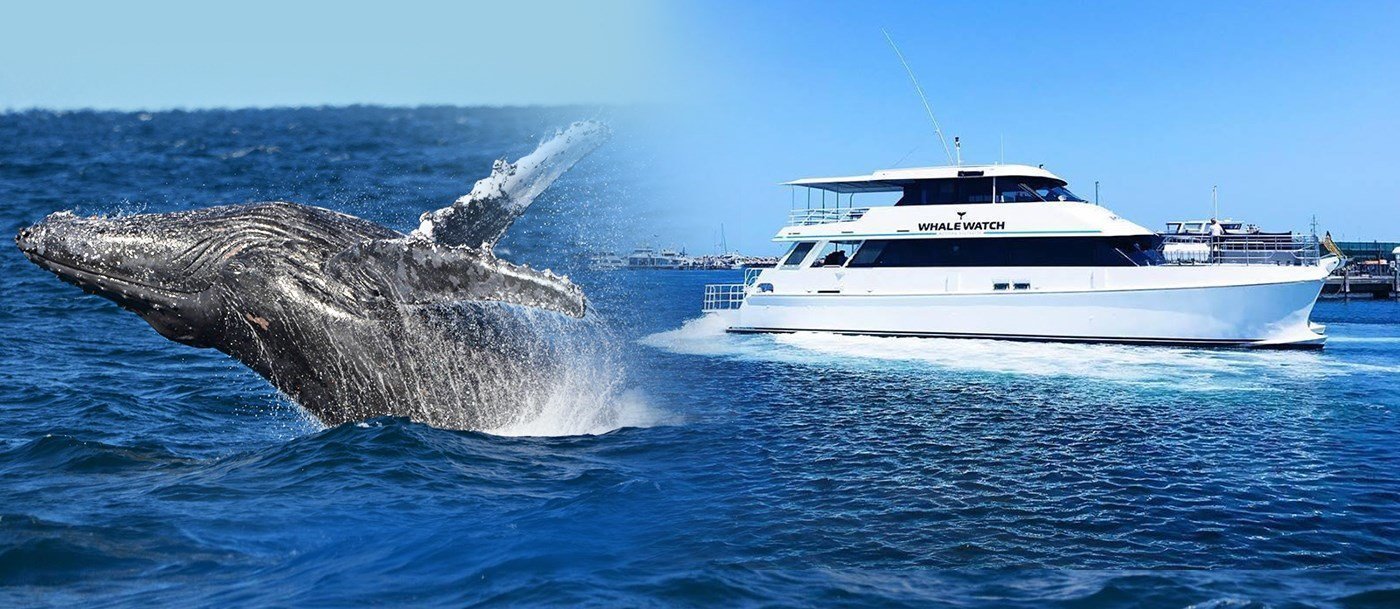 Whale Watching Cruise Experience In Perth